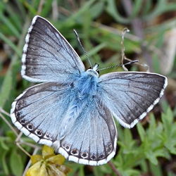 Lysandra coridon